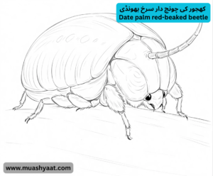 کھجور کی چونچ دار سرخ بھونڈی 