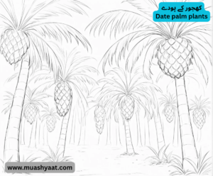 کھجور کے پودے