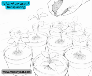 کیاریوں میں تبدیل کرنا