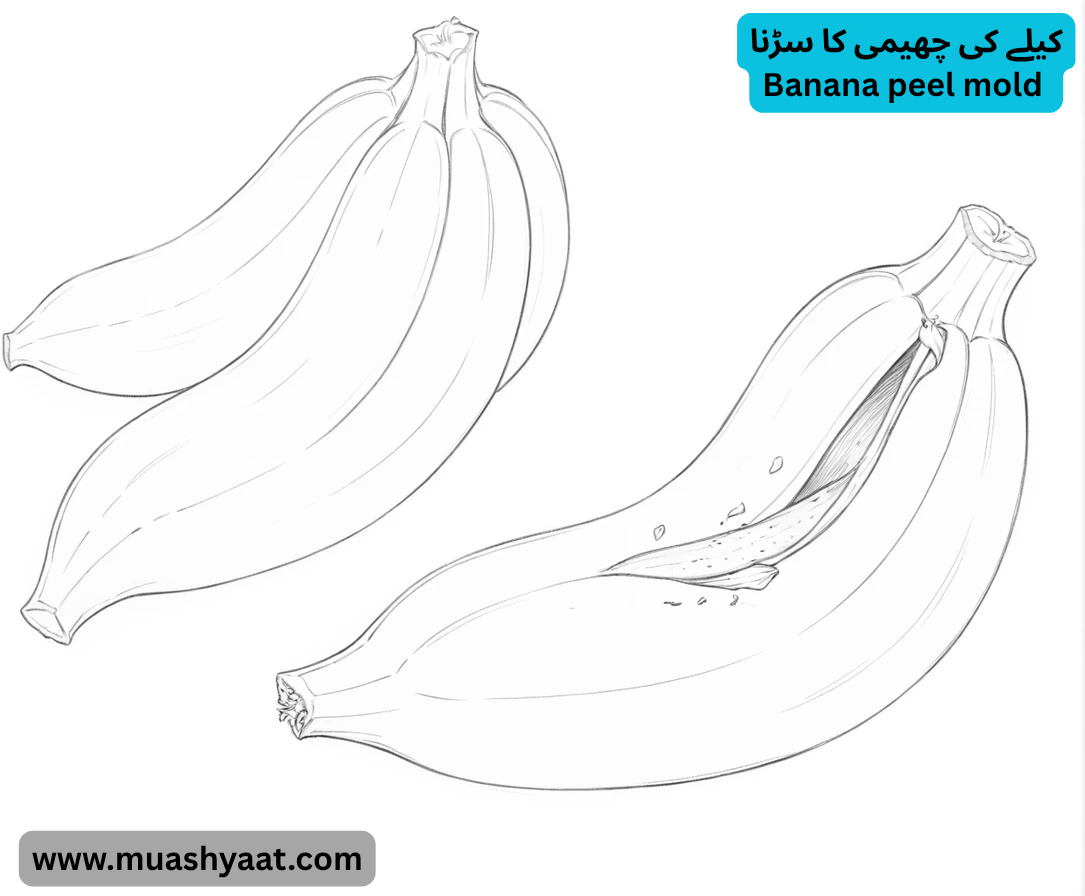 کیلے کی چھیمی کا سڑنا