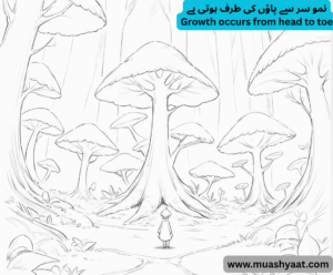 نمو سر سے پاؤں کی طرف ہوتی ہے